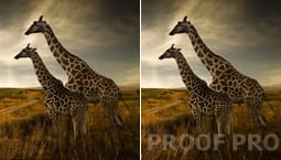 Corel AfterShot Pro - Comprehensive Watermarking